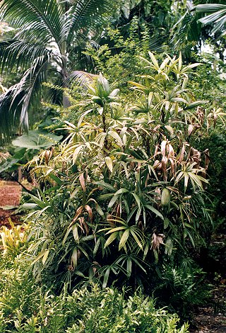 Rhapis subtilis