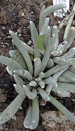 (Senecio scaposus)